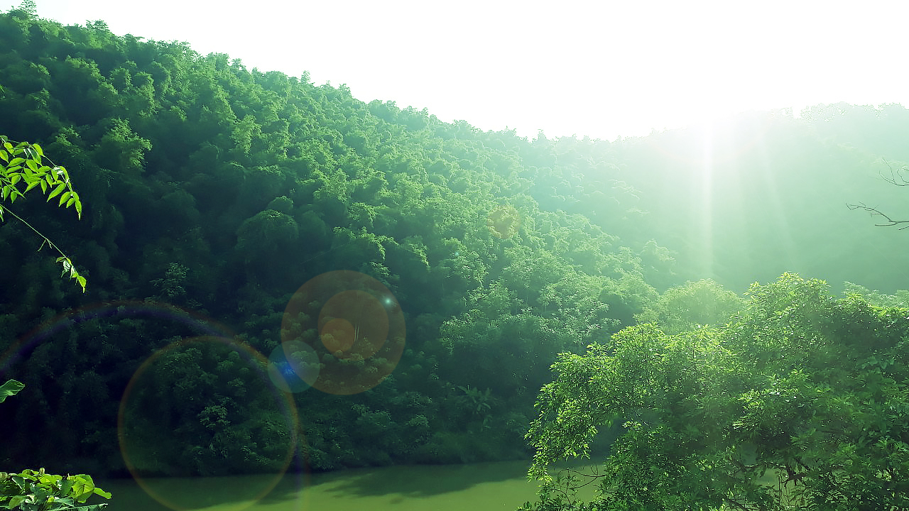 Rừng trồng Công ty lâm nghiệp Bảo Yên